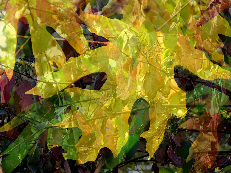 Fall Photograph - Leaves of Autumn-1 by Lyn  Perry