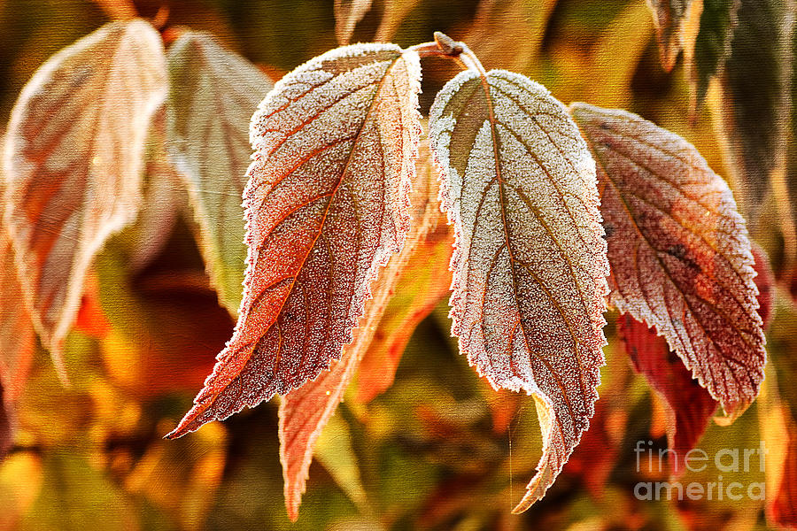 Leaves of Autumn Photograph by Darren Fisher