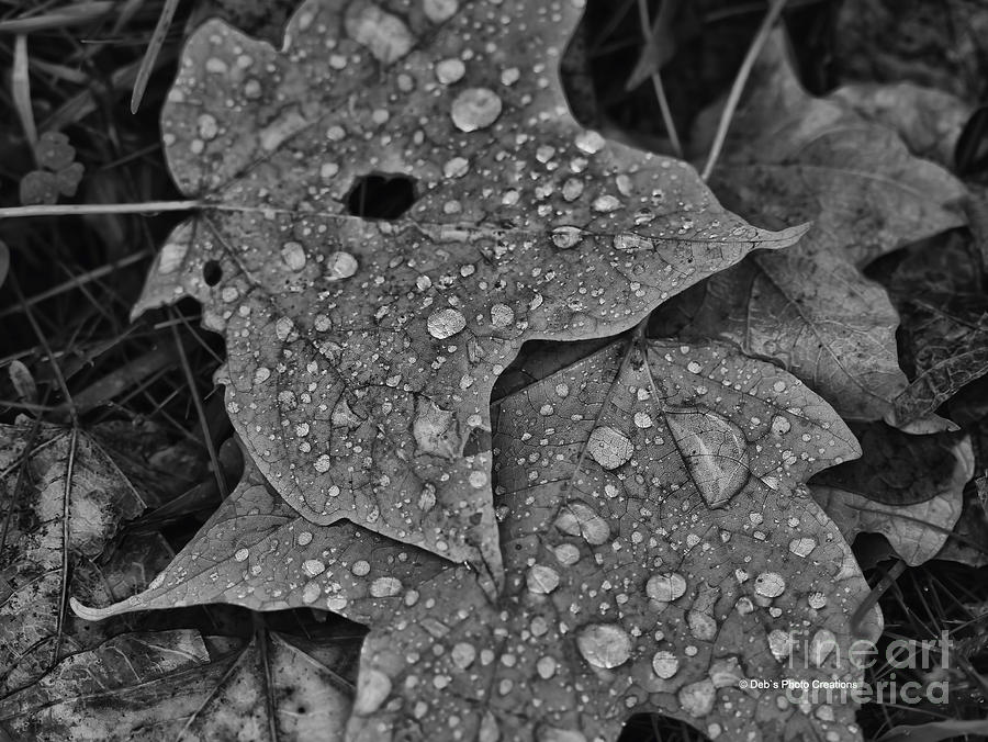 Leaves of Autumn Photograph by Deborah Benoit