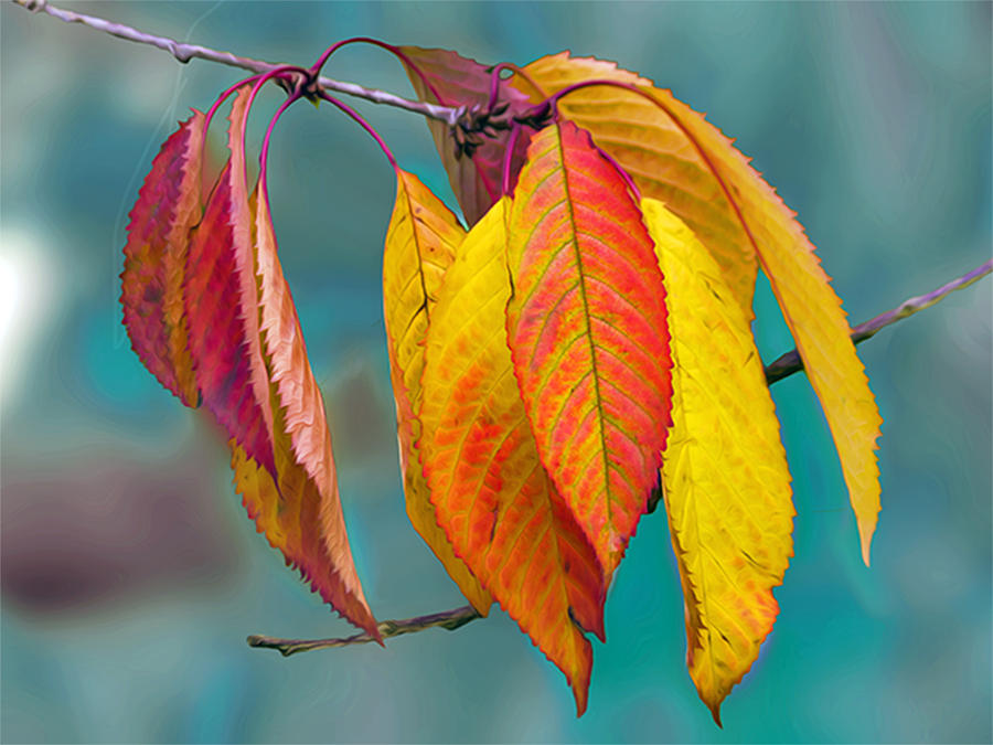 Leaves Of Autumn Photograph