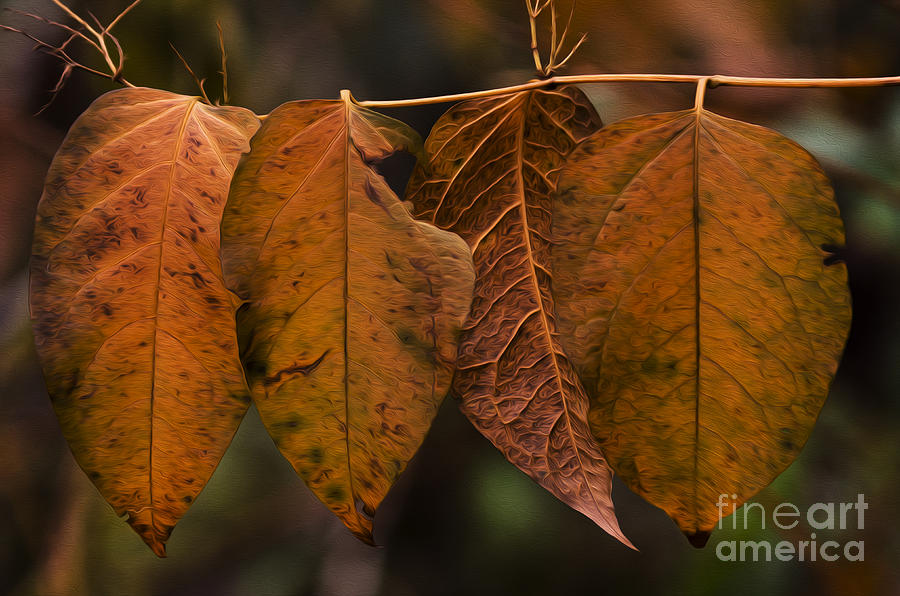 Landscape Photograph - Leaves Of Fancy 3 by Bob Christopher