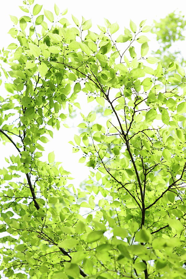Leaves Of Fresh Greenery Photograph by Sot