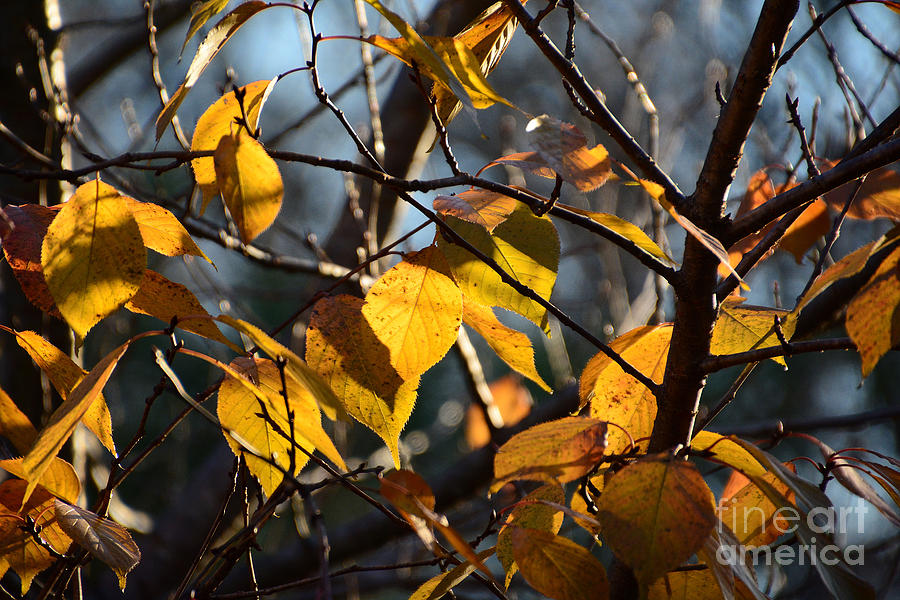 Leaves of Gold Photograph by Cindy Manero