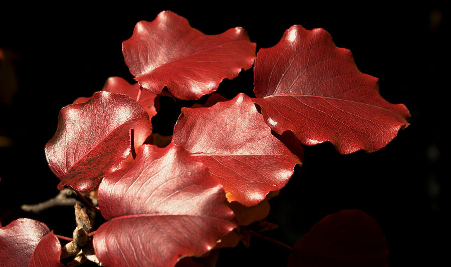 Tree Photograph - Leaves of Leather by Alan Skonieczny