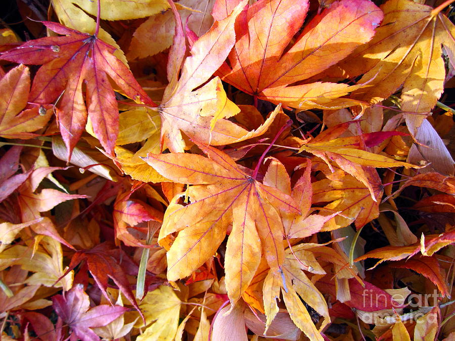Leaves of Many Colors Photograph by Cynthia  Clark