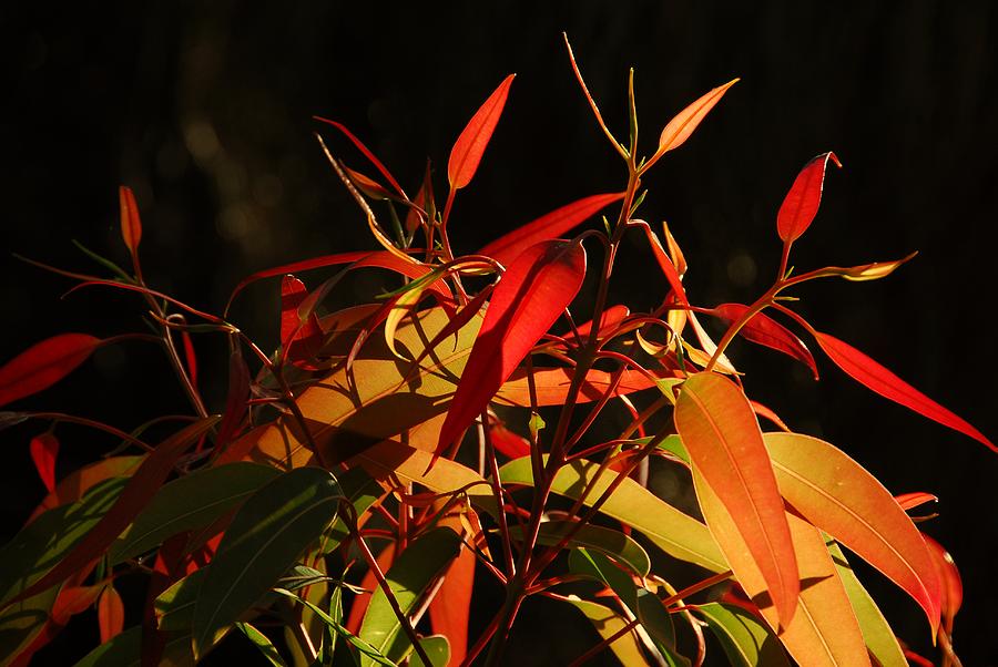 Leaves Of Red And Gold Photograph by Georgiana Romanovna