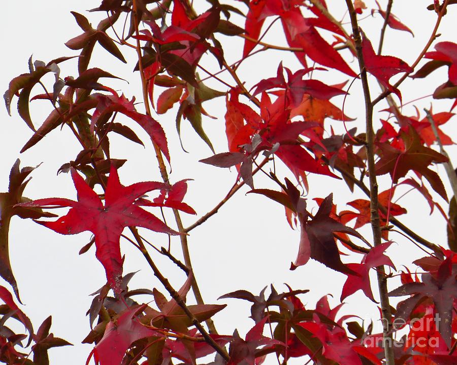 Leaves of Red  Photograph by Scott Cameron