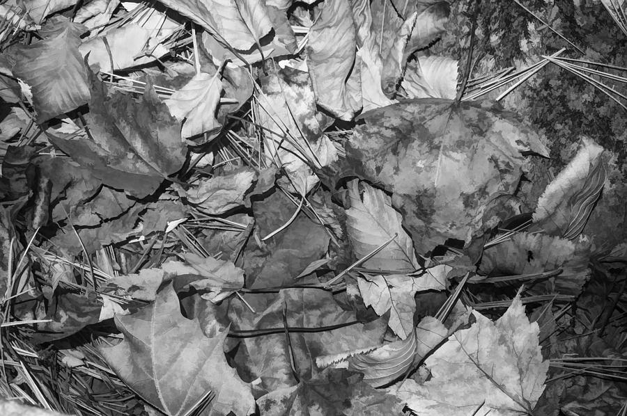 Leaves of the Fall Great Smoky Mountains Painted BW Photograph by Rich Franco