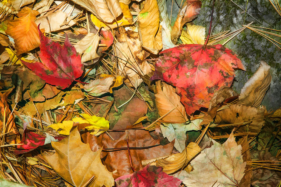 Leaves of the Fall Great Smoky Mountains Painted  Photograph by Rich Franco
