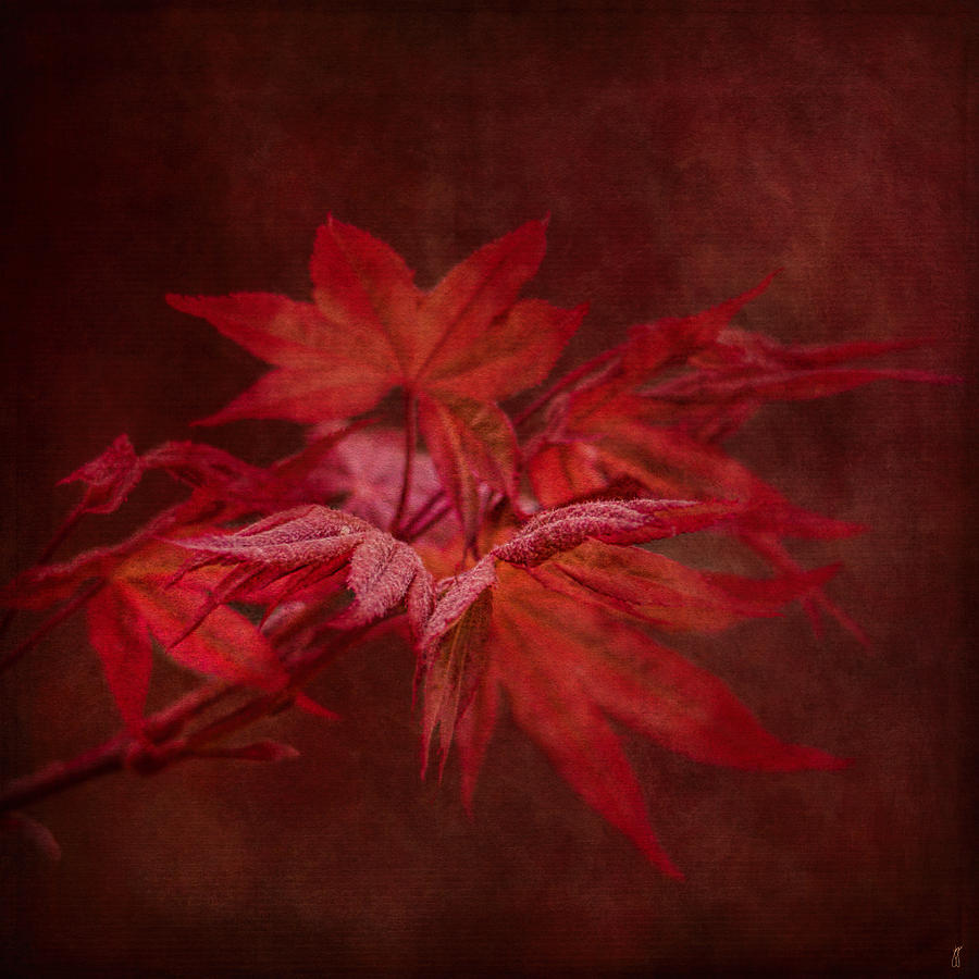 Leaves of the Japanese Maple Photograph by Jai Johnson