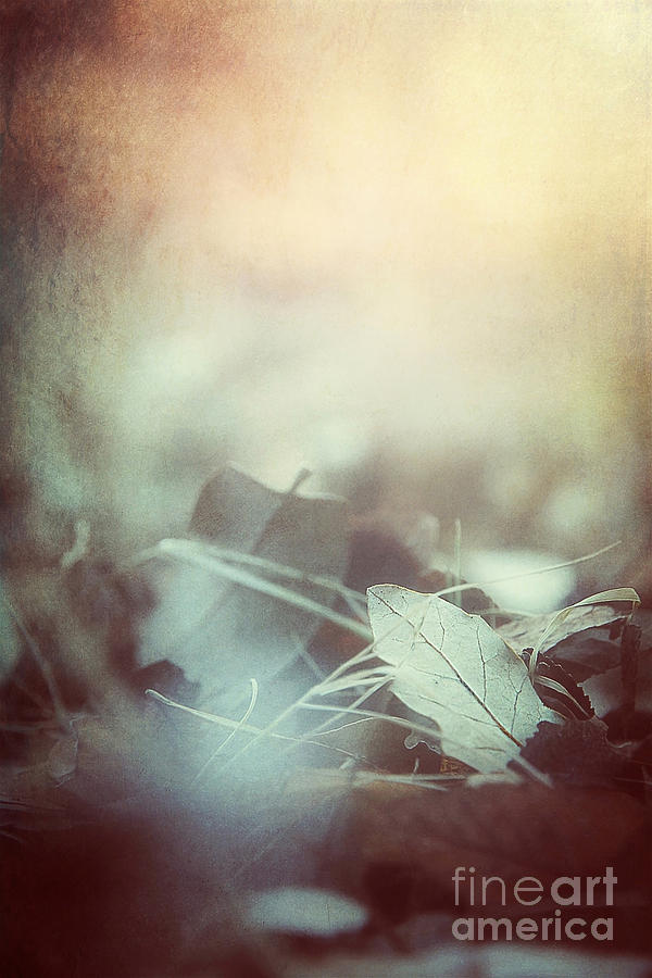 Leaves of Time  Photograph by Trish Mistric