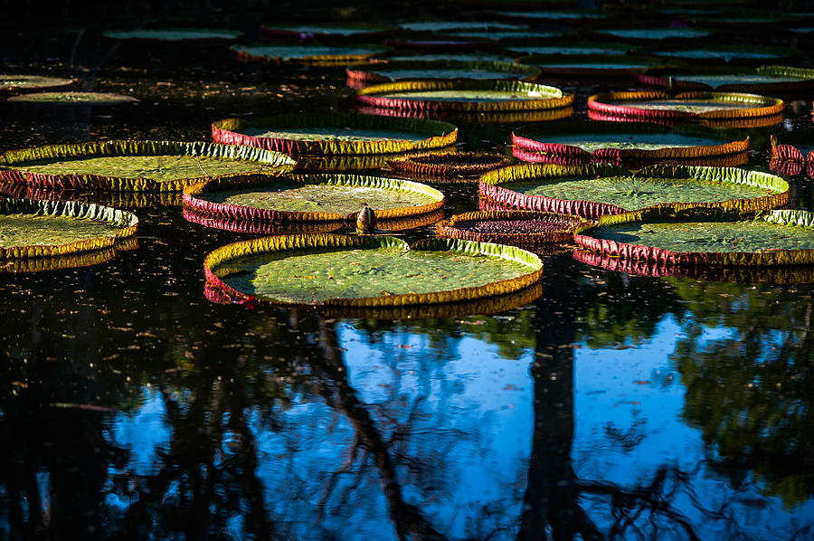 Nature Photograph - Leaves of Victoria Regia with Trees Reflections. Royal Botanical Garden in Mauritius by Jenny Rainbow
