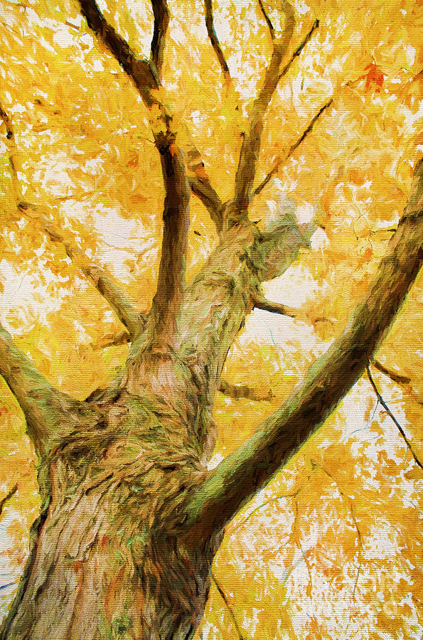 Claude Monet Photograph - Leaves of Yellow by Darren Fisher