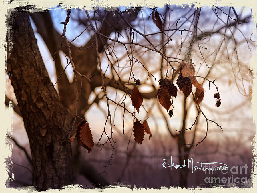 Leaves On A Branch Photograph by Richard  Montemurro