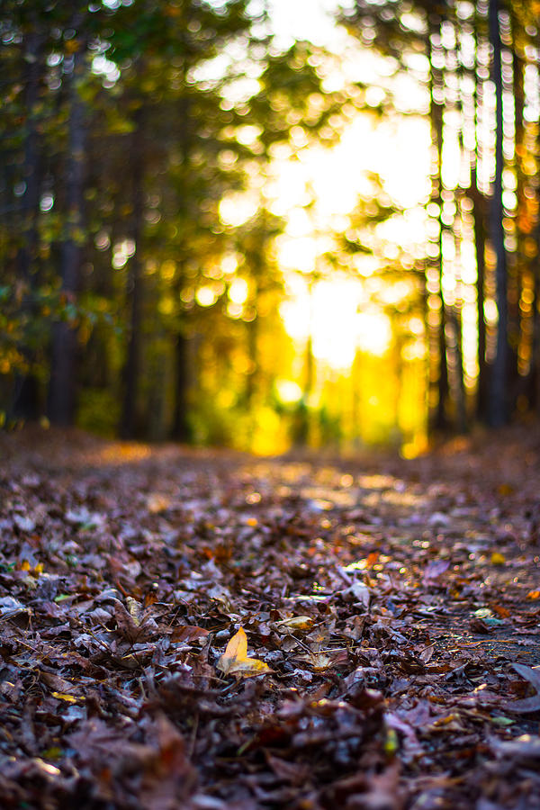 Nature Photograph - Leaves on a Forest Trail by Parker Cunningham