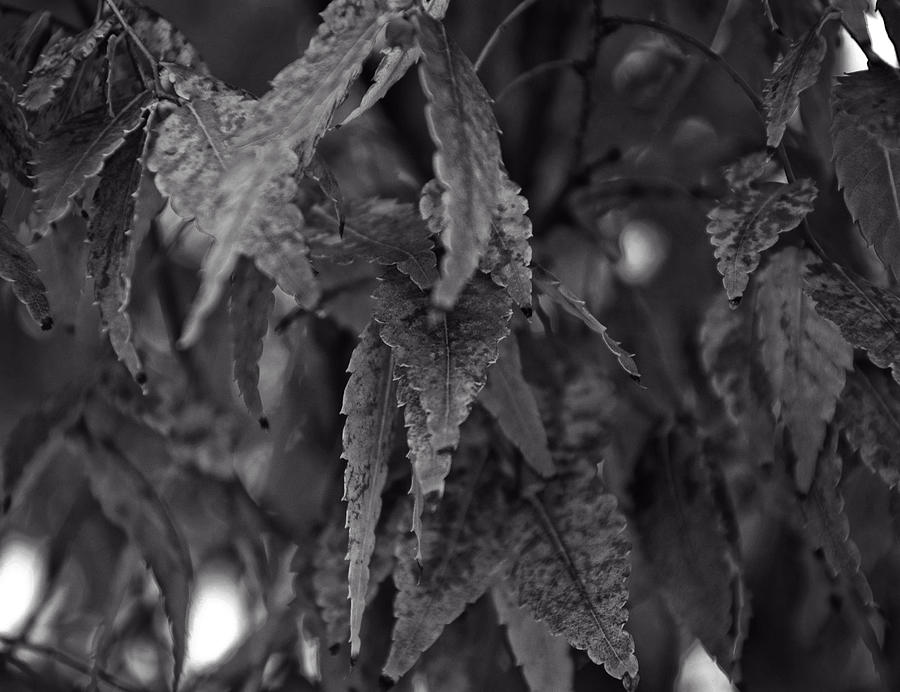 Black And White Photograph - Leaves On A Tree by Flees Photos