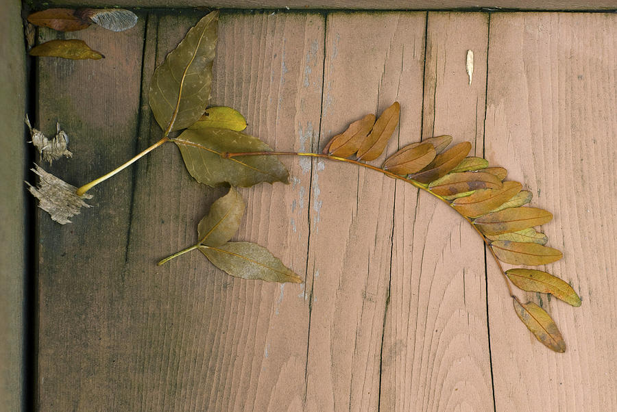 Leaves On a Wooden Step Photograph by Lynn Hansen