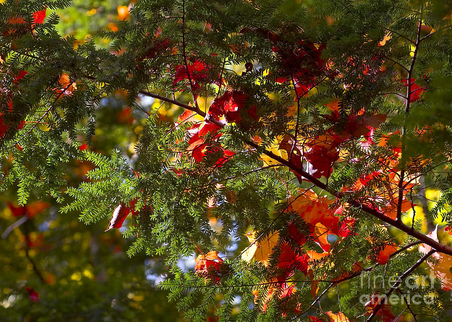 Leaves on evergreen Photograph by Steven Ralser