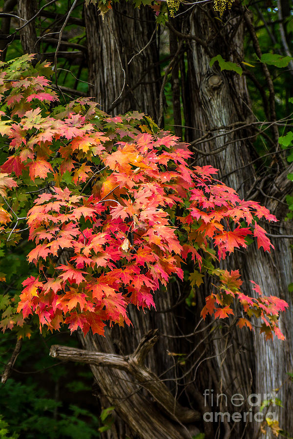 Leaves on Fire Photograph by Jim McCain