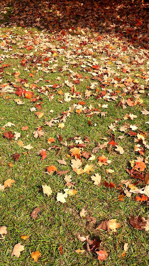 Leaves on Grass Photograph by Kenny Glover