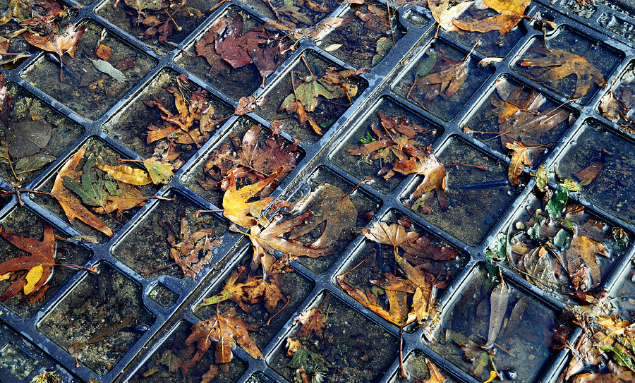 Leaves on Grate Photograph by Geraldine Alexander