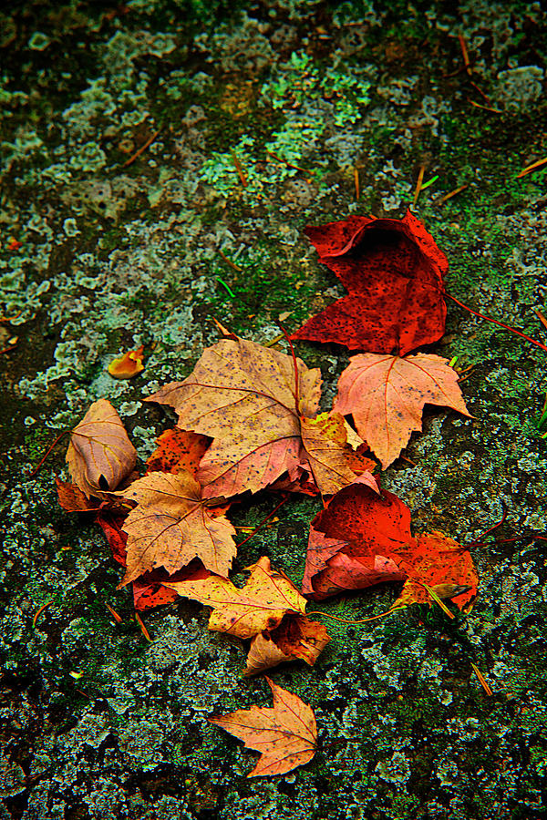 Leaves on Green Rock Photograph by Prince Andre Faubert