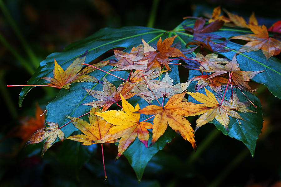 Leaves On Leaf Photograph by Robert Woodward