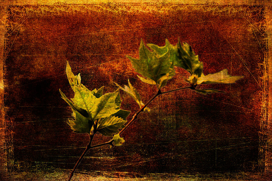 Leaves on texture Photograph by Roberto Pagani