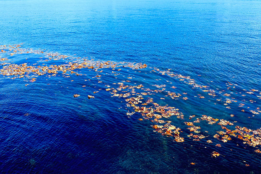 Leaves on the Ocean Photograph by Sharon Talson