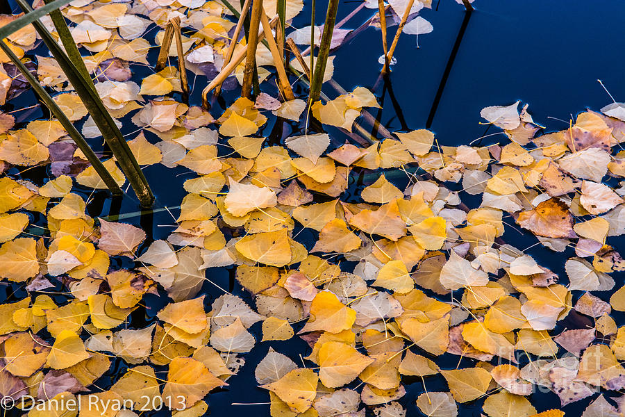 Leaves on the pond Photograph by Daniel Ryan