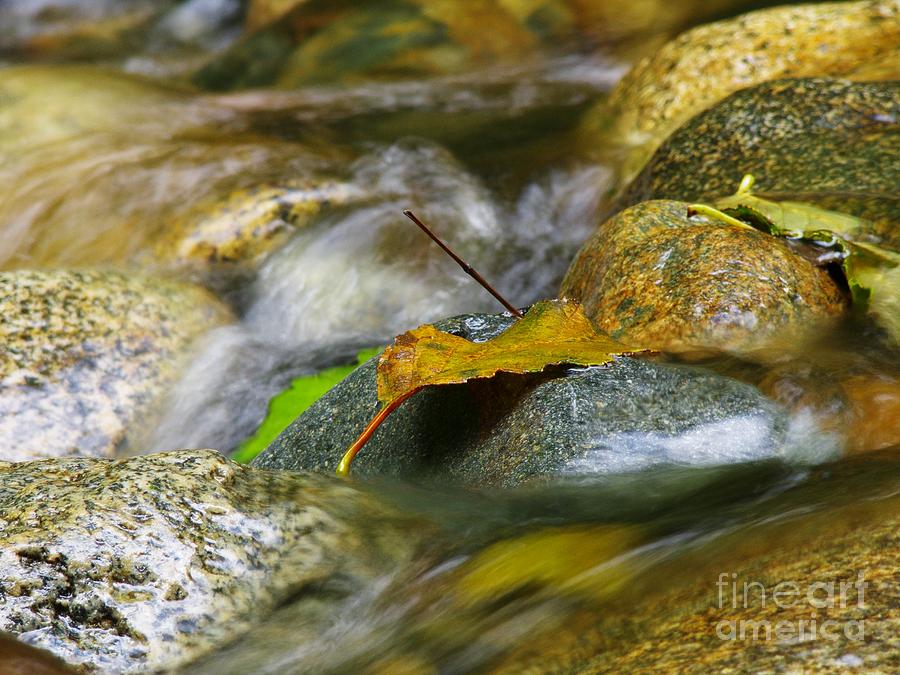 Leaves on the Rocks Photograph by Sharon Talson