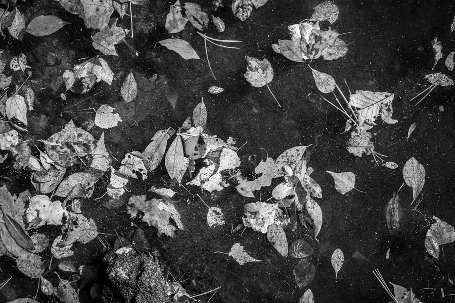 Leaves on the Water Green Pond New Jersey Painted BW  Photograph by Rich Franco