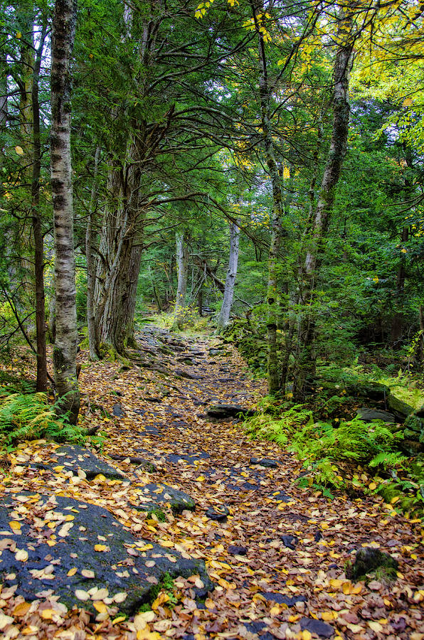 Leaves on Trail Photograph by Donna Doherty