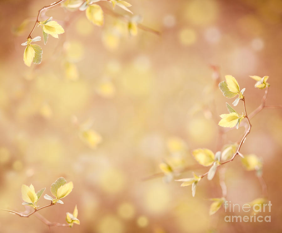 Young Spring Leaves On Blurred Background  Photograph by Arletta Cwalina