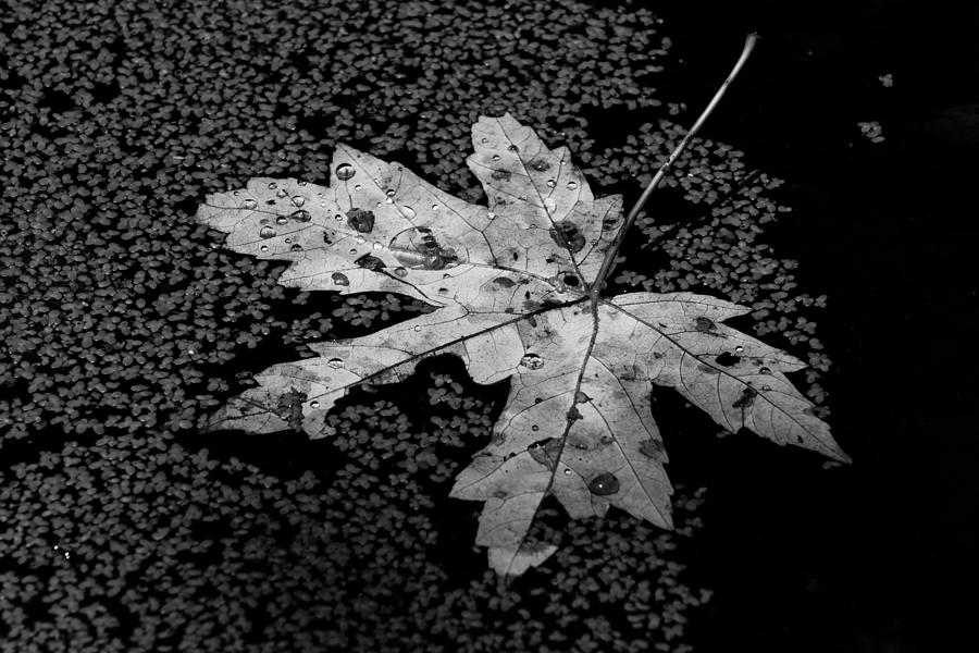Leaves on water Photograph by Tracy Winter