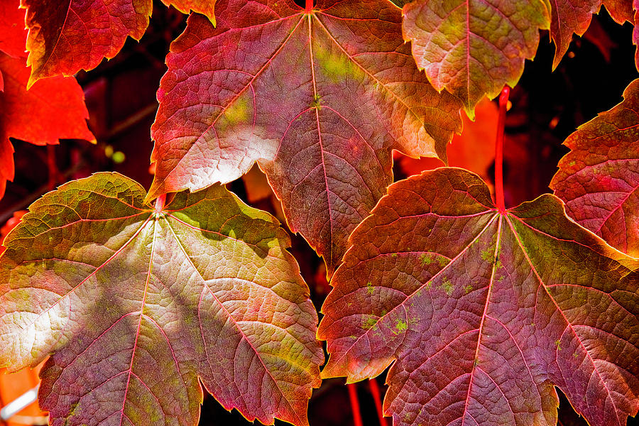 Leaves Photograph by Tommy Farnsworth