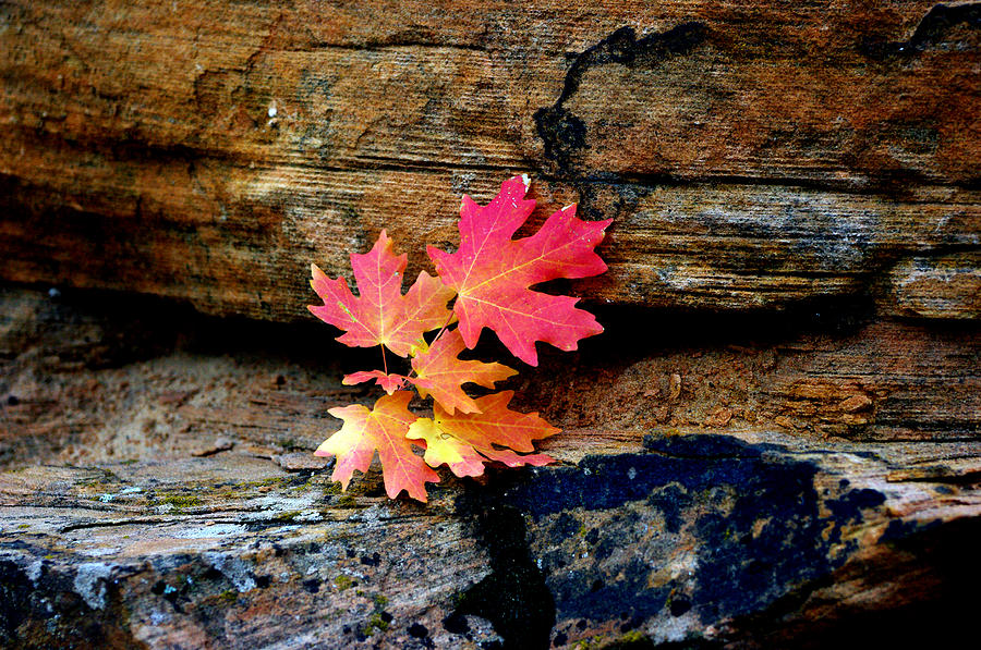 Nature Photograph - Leaves up on a Rock by Bill Zielinski