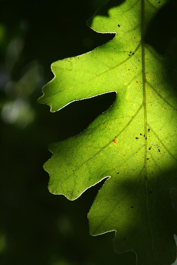 Tree Photograph - Leaves by Valarie Case