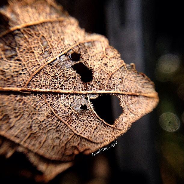 #leavesonlyleaves #lovelydeadcrap Photograph by Marielle Coleman