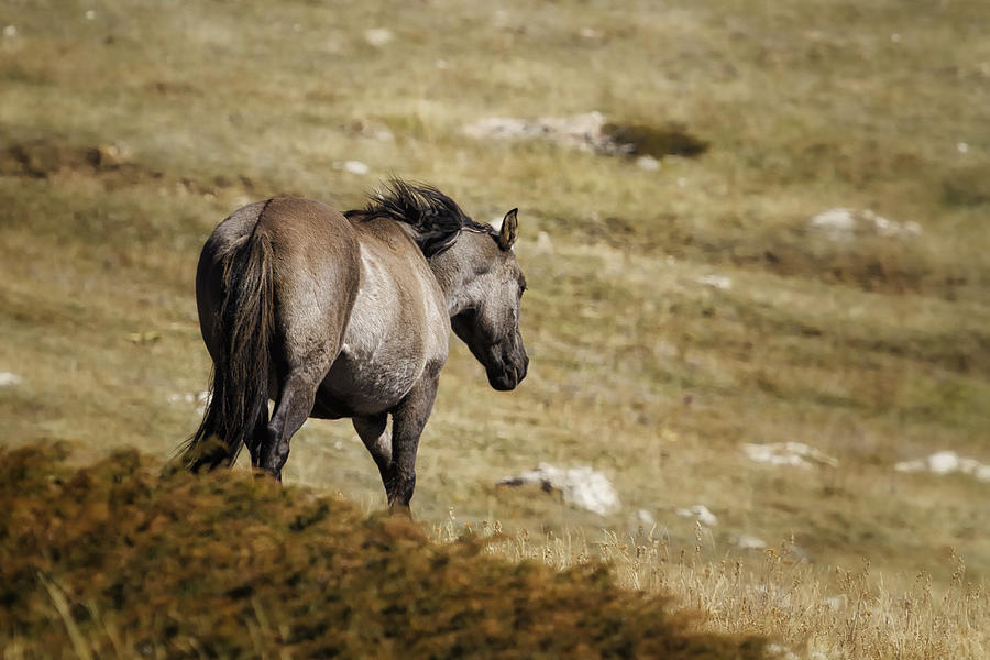 Horse Photograph - Leaving - Pryor Mustangs by Belinda Greb