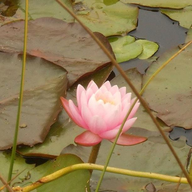 Nature Photograph - Lotus Flower by Sandra Lira