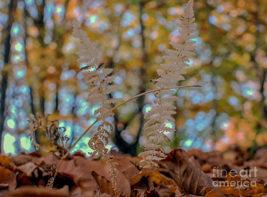 Leaving Photograph By Lyudmila Prokopenko - Fine Art America