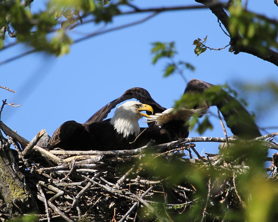 Bird Photograph - Leaving the nest by Bruce  Morrell