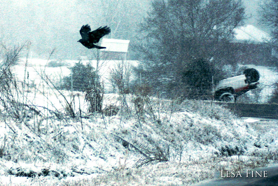 Crow Photograph - Leaving The Scene of The Accident by Lesa Fine
