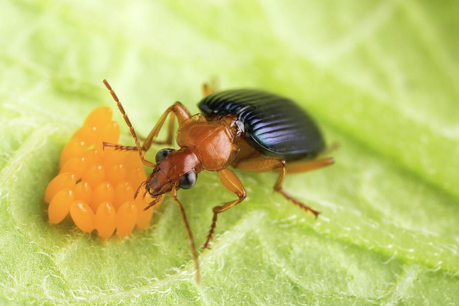 Egg Photograph - Lebia Grandis Beetle Eating Eggs by Peggy Greb/us Department Of Agriculture