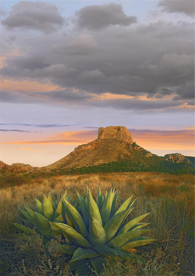 Lechuguilla Agave And  Casa Grande Big Photograph by Tim Fitzharris
