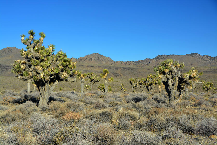 Desert Photograph - Lee Flat November 17 2014 by Brian Lockett