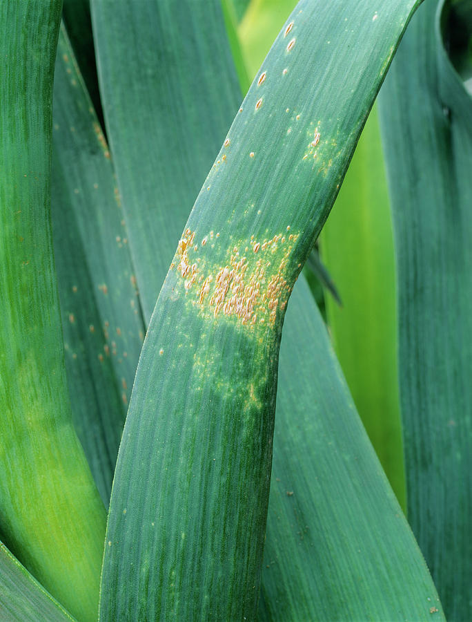 Leek Rust Fungus (puccinia Allii) Photograph by Geoff Kidd/science