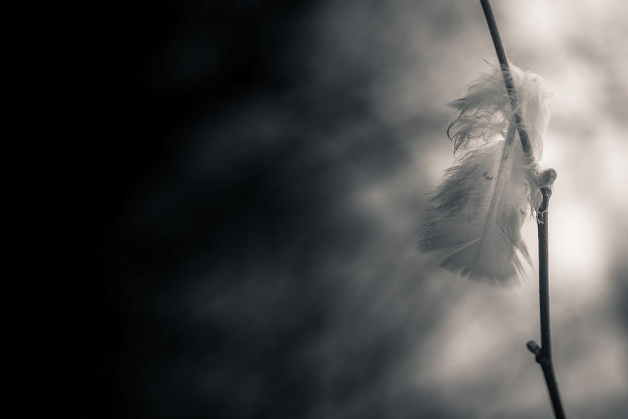 Feather Photograph - Left Behind by Hatcat Photography
