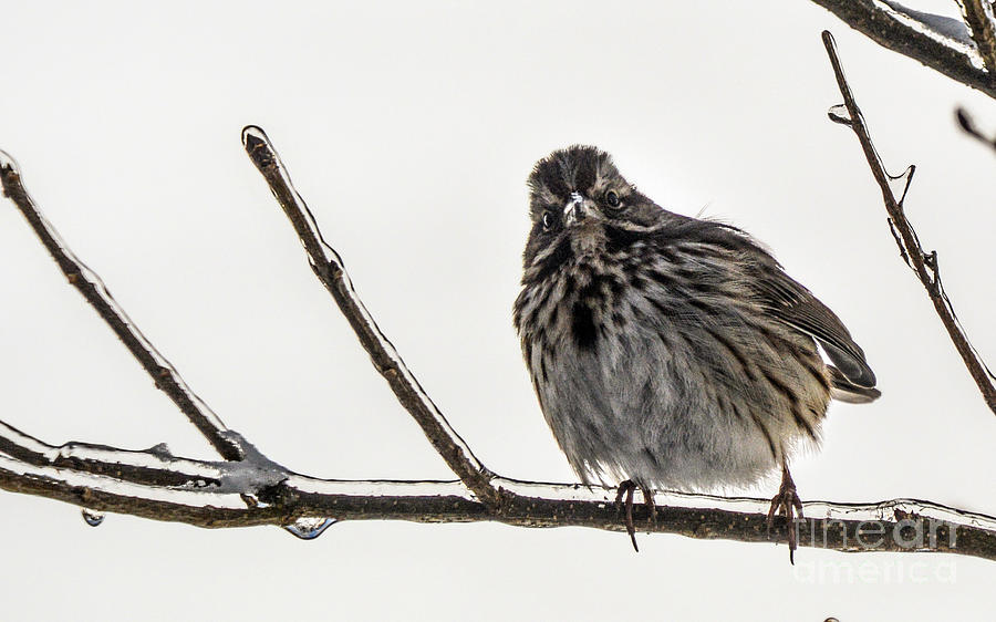 Left Leaning Sparrow Photograph by Lynellen Nielsen